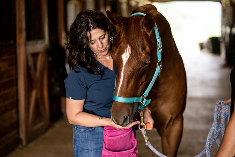 Dr. Garofalo, veterinarian stands in a barn feeding a horse, which is wearing a blue halter, from a pink pouch - Veterinary Acupuncture