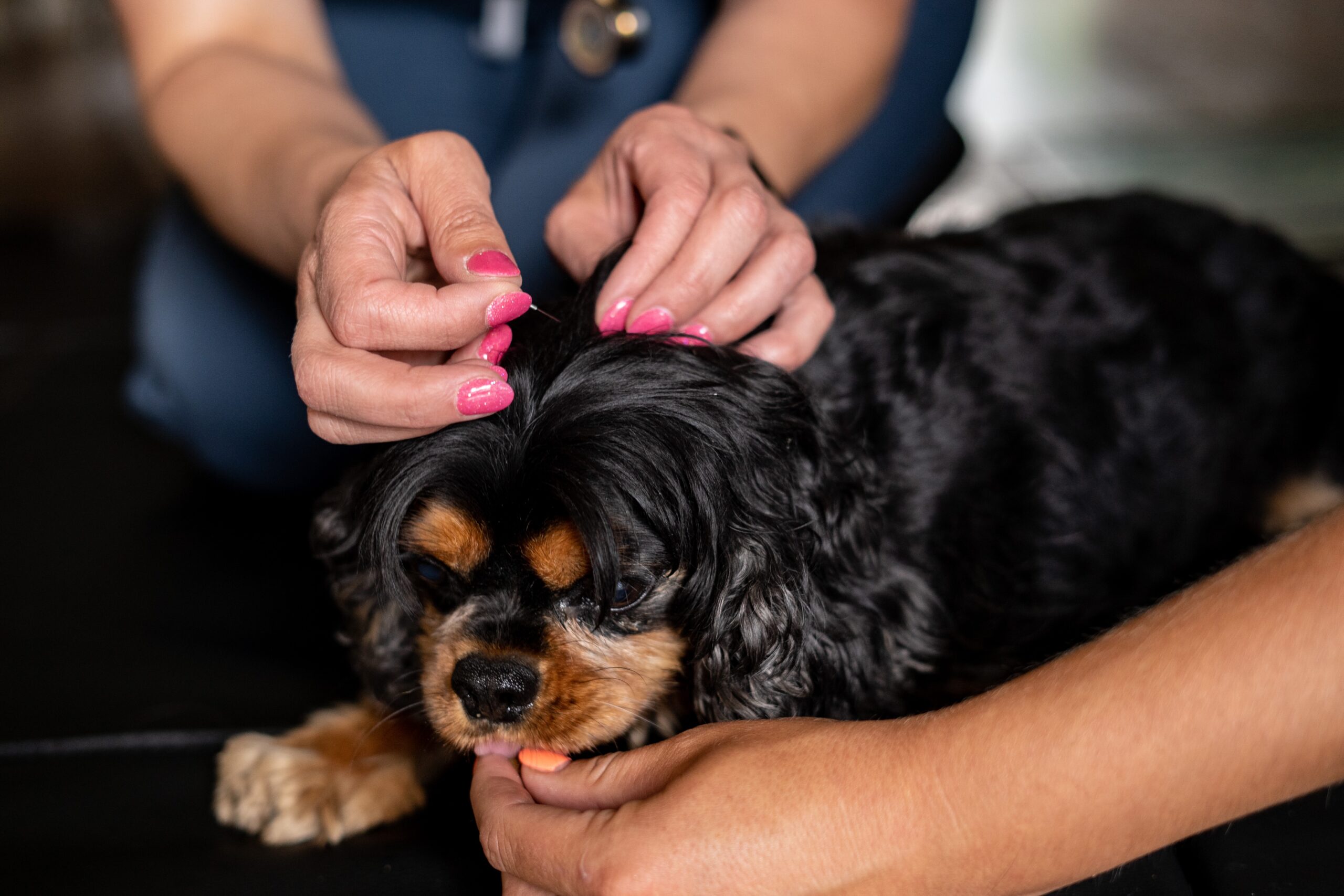 A close-up of a small dog receiving an ear check from a veterinarian, with the vet's hands gently examining the dog's ear - Paws by the Peaks A close-up of a small dog receiving an ear check from a veterinarian, with the vet's hands gently examining the dog's ear - Paws by the Peaks