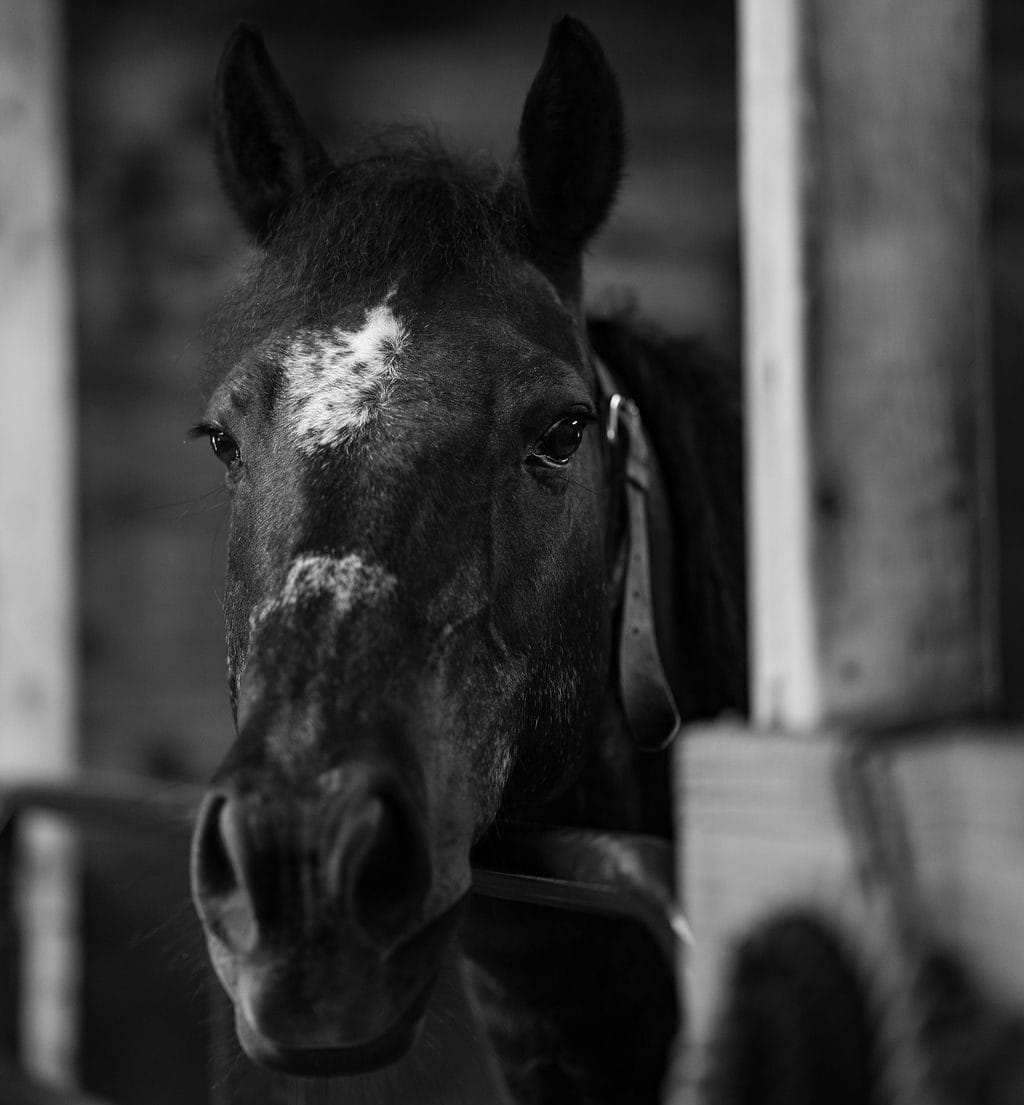 A person gently petting a Labrador Retriever outside in the sunlight - Pet Euthanasia